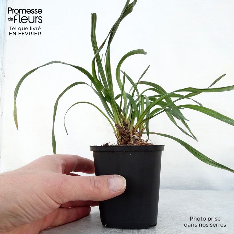 Spécimen de Liriope muscari Majestic Godet de 8/9 cm tel que livré en hiver