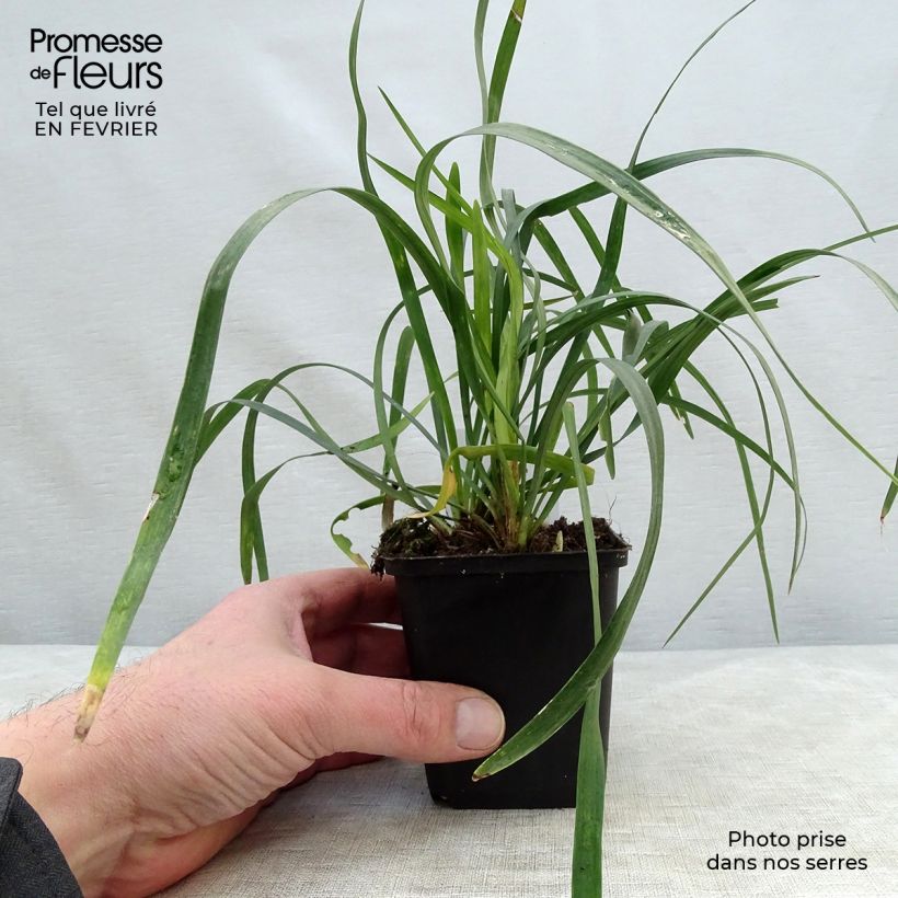 Spécimen de Liriope muscari Monroe White  Godet de 8/9 cm tel que livré en hiver