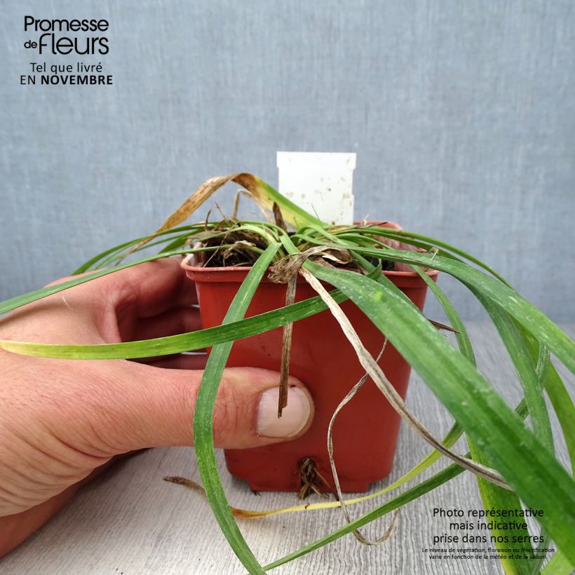 Spécimen de Liriope muscari Monroe White  Godet de 8/9 cm tel que livré en automne