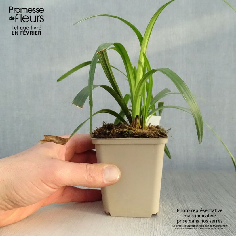 Spécimen de Liriope muscari Royal Purple Godet de 8/9 cm tel que livré en hiver