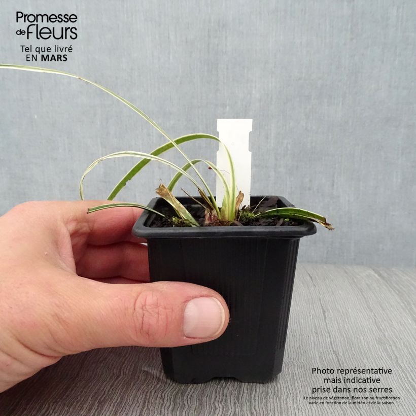 Spécimen de Liriope muscari Silvery Sunproof Godet de 8/9 cm tel que livré au printemps