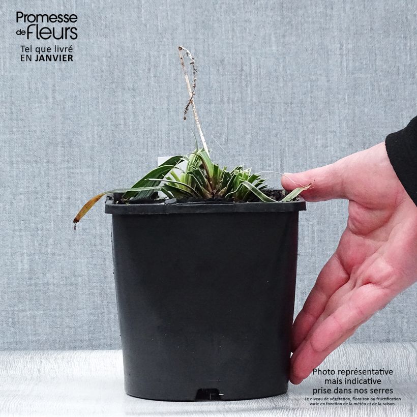 Spécimen de Liriope muscari Variegata Pot de 2L/3L tel que livré en hiver