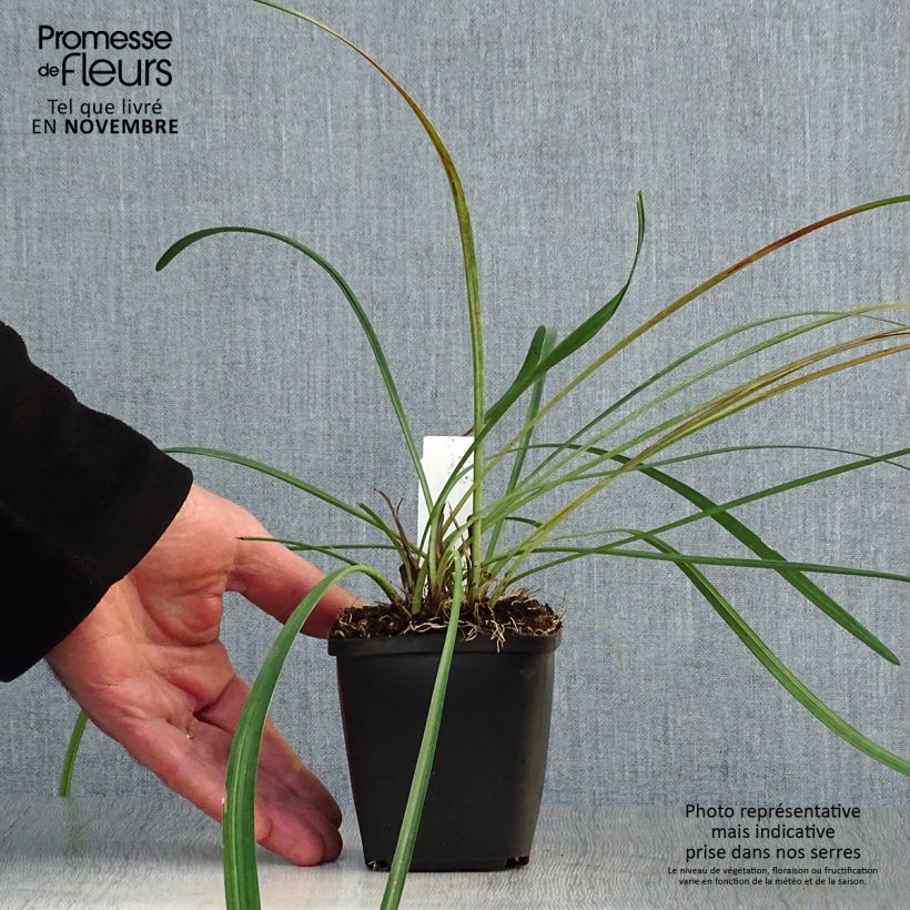 Spécimen de Liriope muscari Godet de 8/9 cm tel que livré en automne