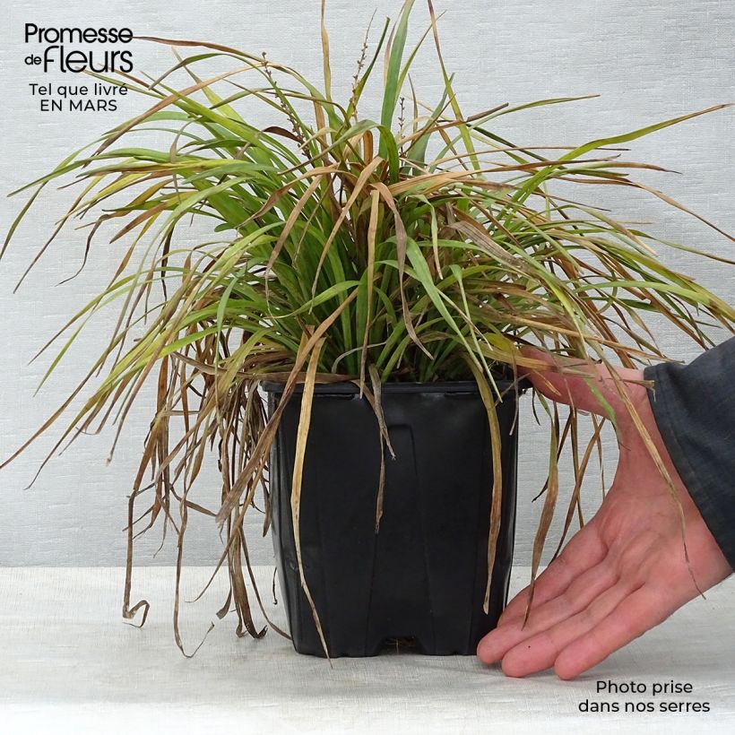 Spécimen de Liriope muscari Pot de 2L/3L tel que livré au printemps