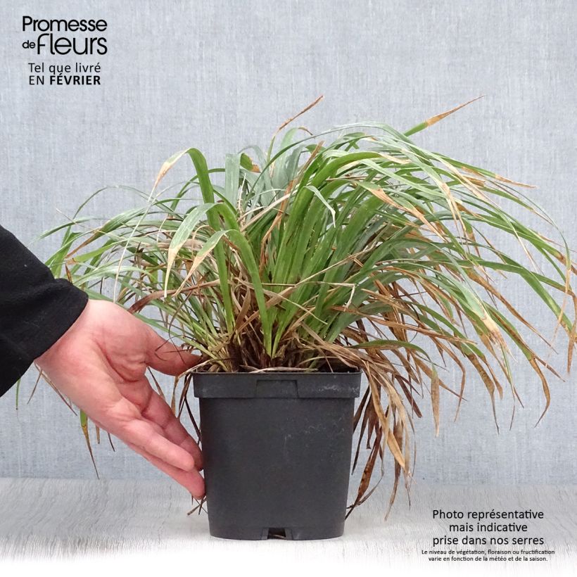 Spécimen de Liriope muscari Pot de 2L/3L tel que livré en hiver