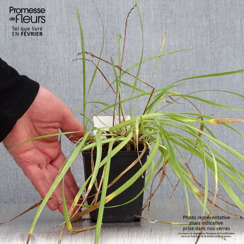 Spécimen de Liriope spicata Godet de 8/9 cm tel que livré en hiver