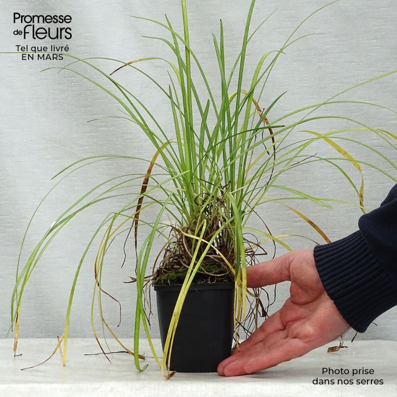 Spécimen de Liriope spicata Godet de 8/9 cm tel que livré au printemps