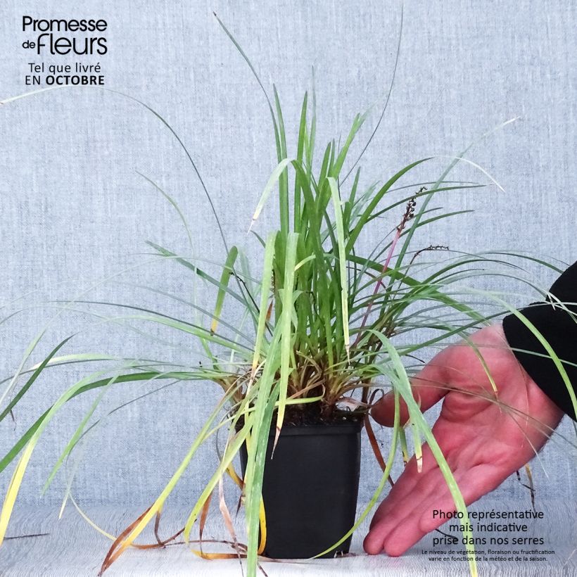 Spécimen de Liriope spicata Godet de 8/9 cm tel que livré en automne