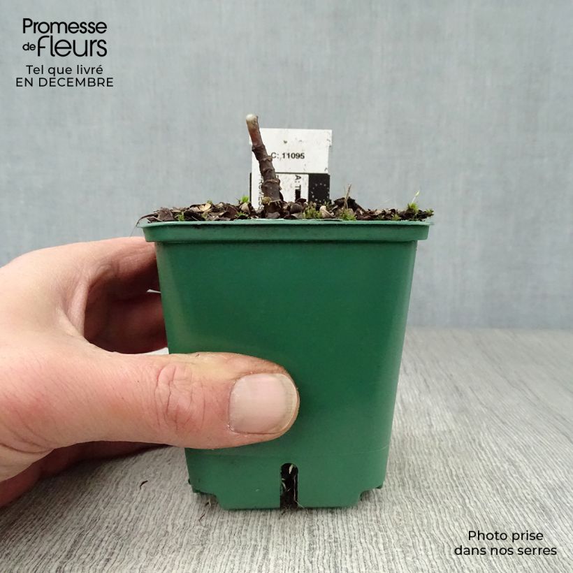 Spécimen de Lis Orchidée - Tricyrtis hirta, Lis crapaud Godet de 8/9 cm tel que livré en hiver