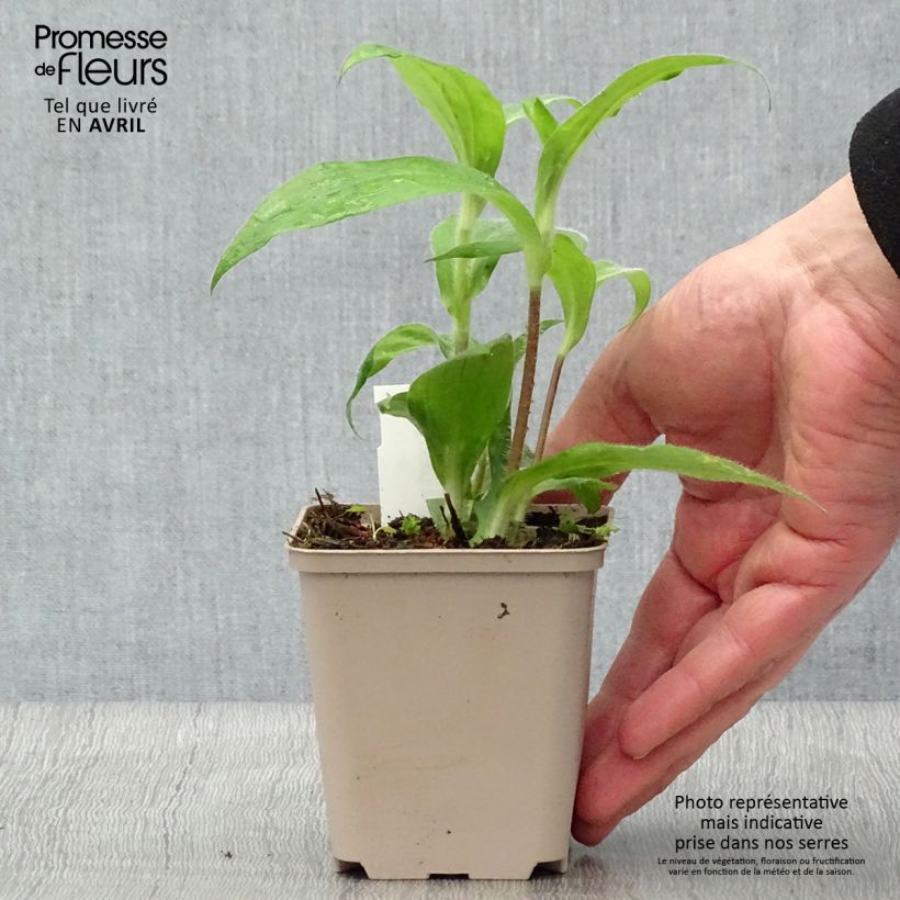 Spécimen de Lis Orchidée - Tricyrtis hirta, Lis crapaud Godet de 8/9 cm tel que livré au printemps