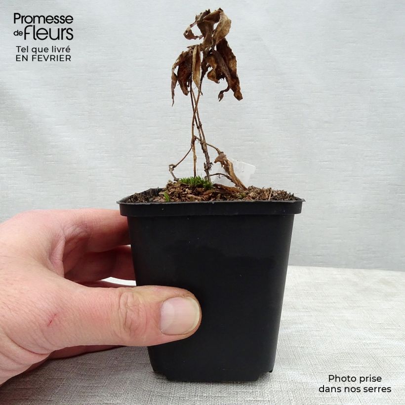 Spécimen de Lis Orchidée - Tricyrtis hirta Miyazaki Godet de 8/9 cm tel que livré en hiver