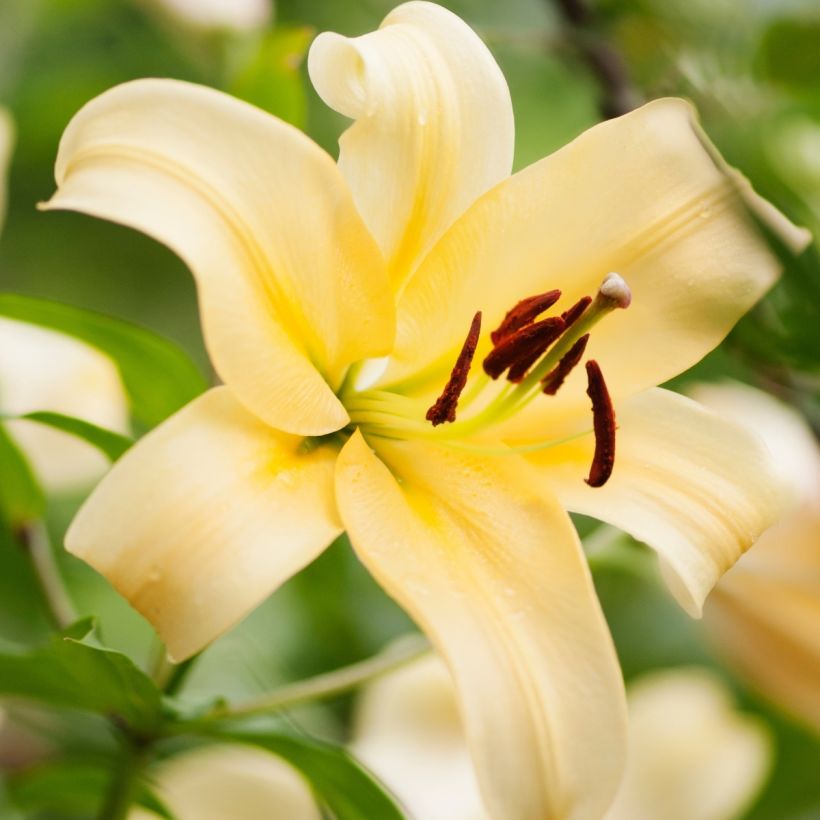 Lis géant Honeymoon (Oriental/Trompette) (Floraison)