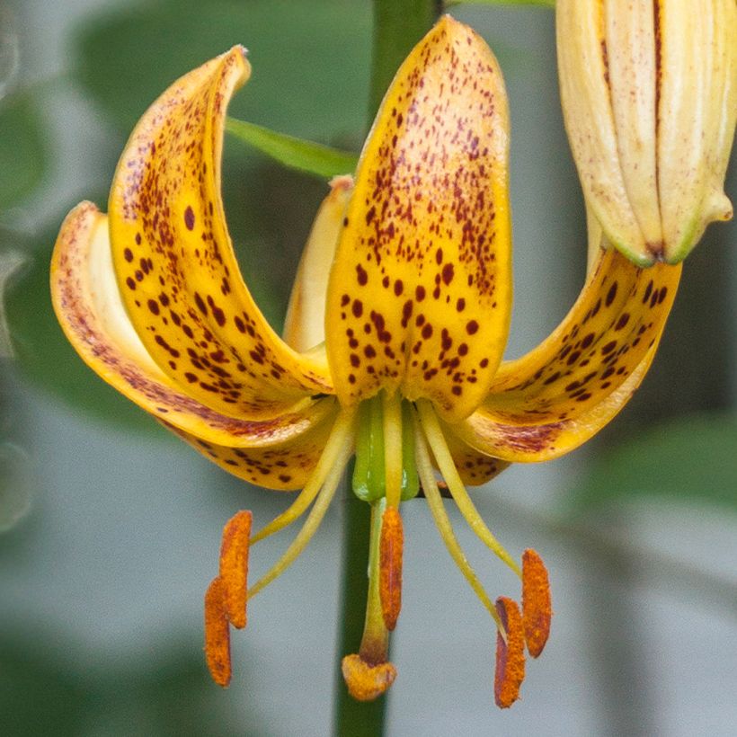 Lis hybride de martagon Peppard Gold (Floraison)