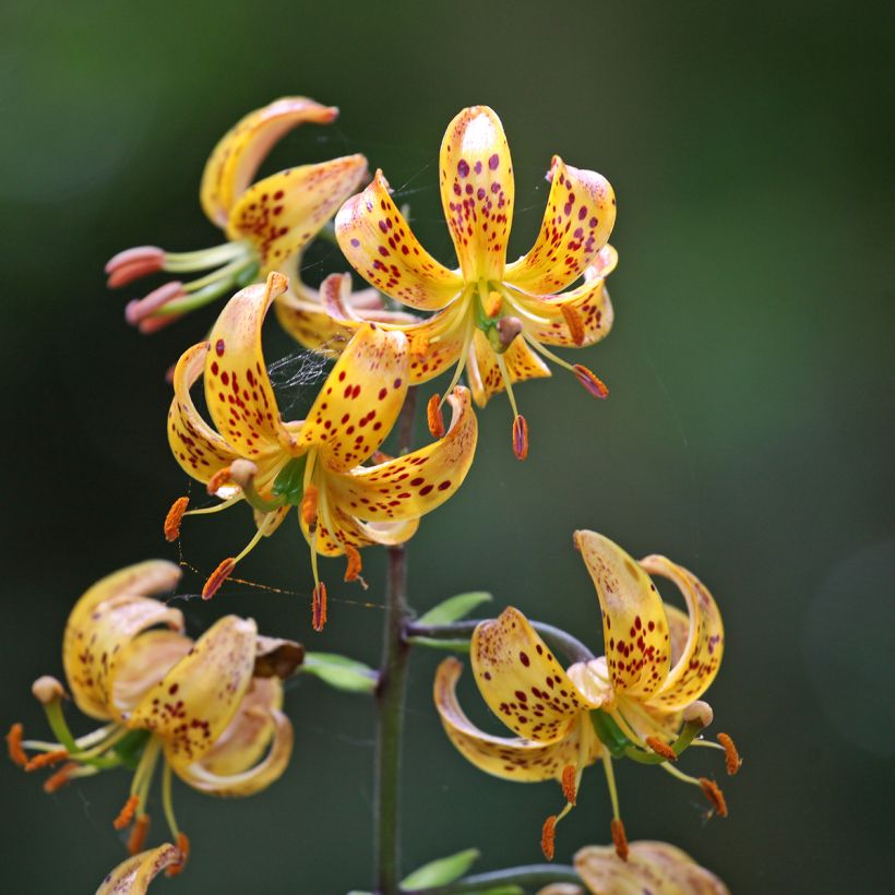 Lis hybride de martagon Sunny Morning (Floraison)
