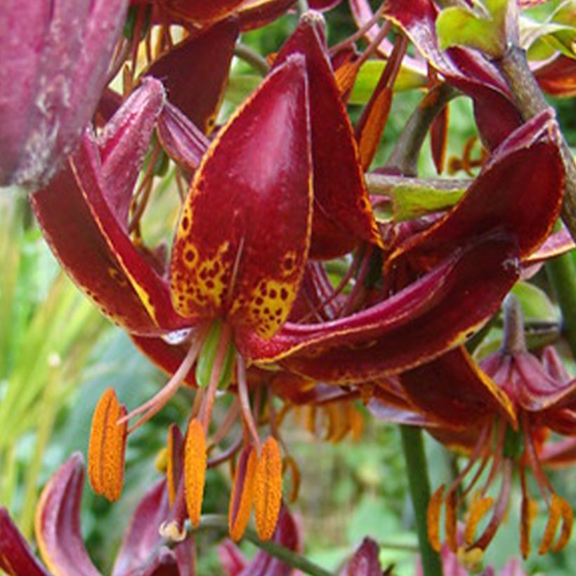 Lis martagon Claude Shride (Floraison)