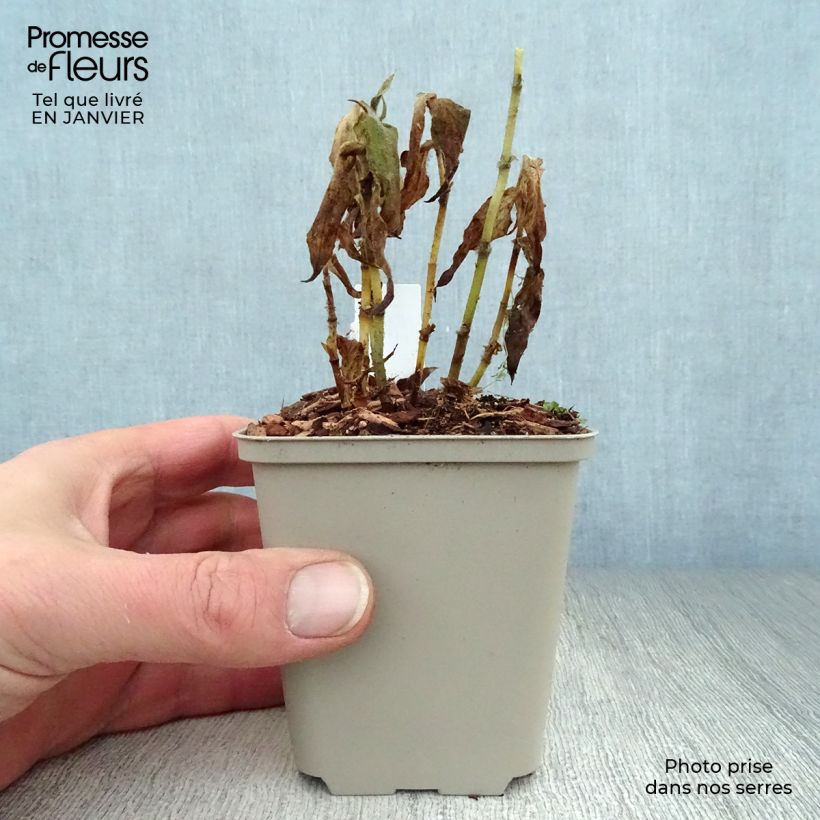 Spécimen de Lis orchidée - Tricyrtis formosana Godet de 8/9 cm tel que livré en hiver