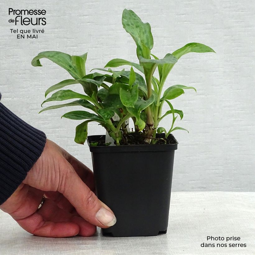 Spécimen de Lis orchidée - Tricyrtis hirta Taiwan Abdane Godet de 8/9 cm tel que livré au printemps