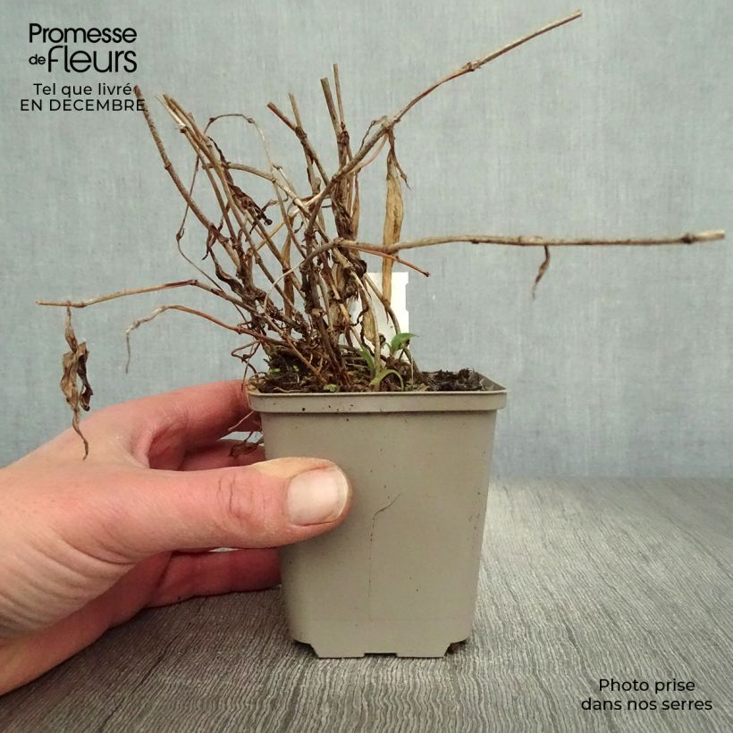 Spécimen de Lis orchidée - Tricyrtis hirta Taiwan Abdane Godet de 8/9 cm tel que livré en hiver