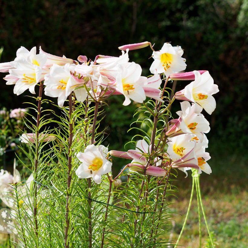 Lírio-real - Lilium regale (Hábito)