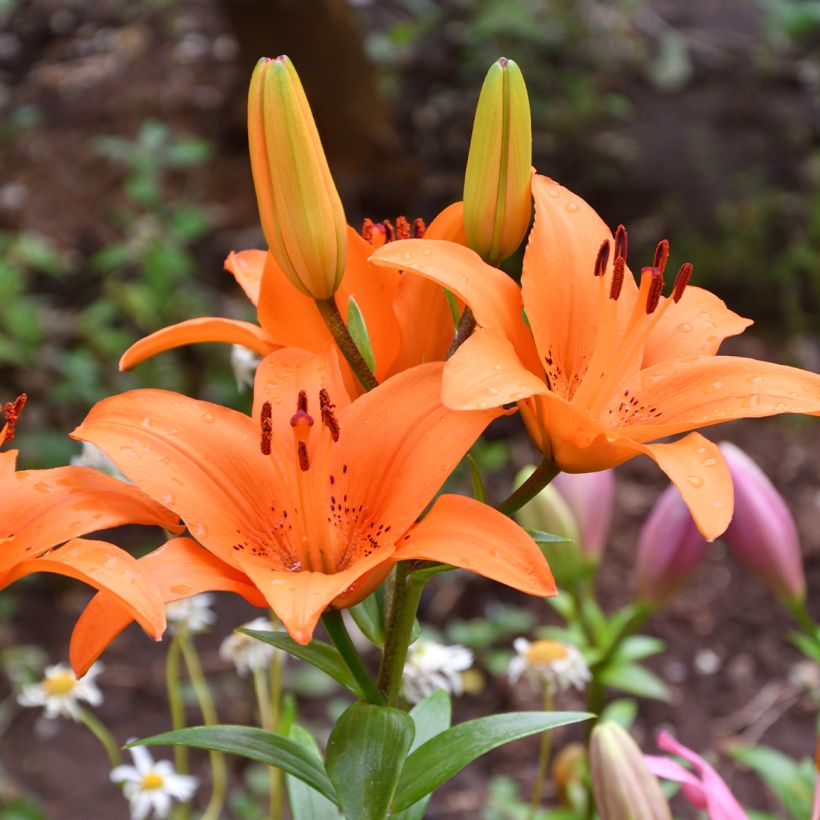 Lis asiatique Tresor (Floraison)