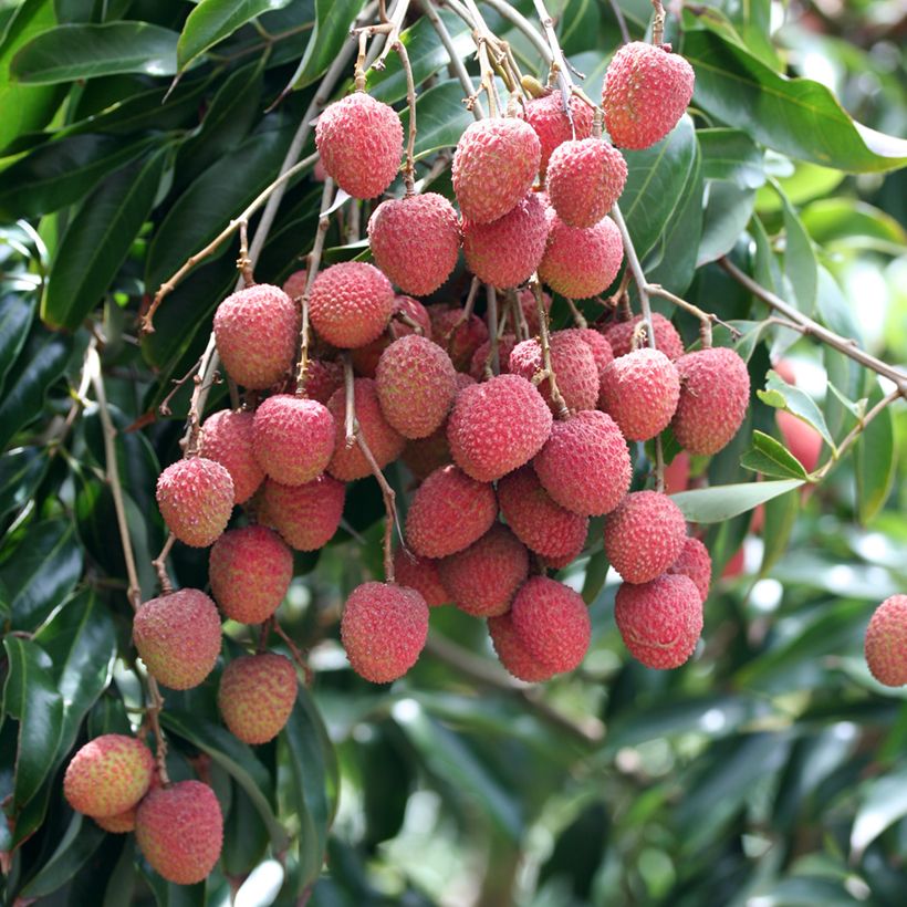 Litchi chinensis Kwai May Pink - Litchi rose (Récolte)