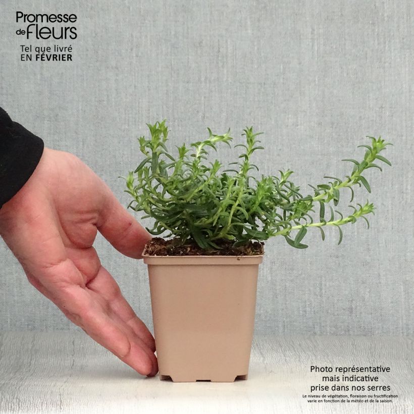 Spécimen de Lithodora diffusa Heavenly Blue - Grémil diffus Godet de 8/9 cm tel que livré en hiver