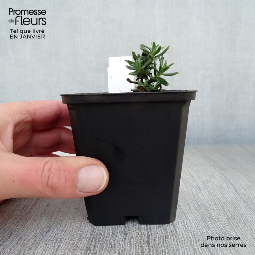 Spécimen de Lithodora diffusa Star - Grémil diffus Godet de 8/9 cm tel que livré en hiver