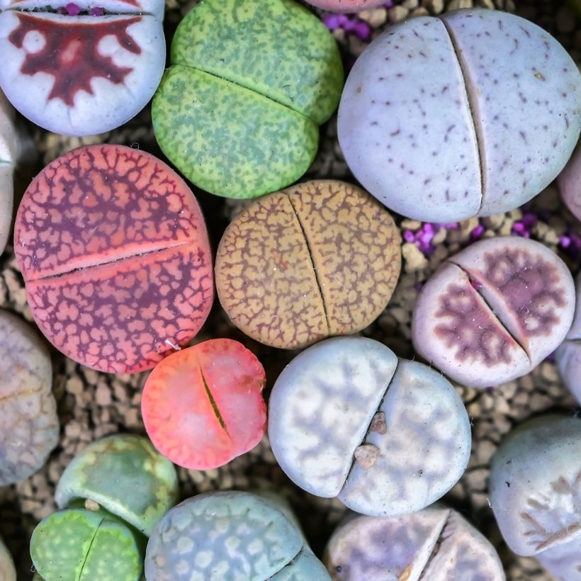 Graines de Lithops Pebble Plants Mixed - Plante cailloux en mélange (Feuillage)