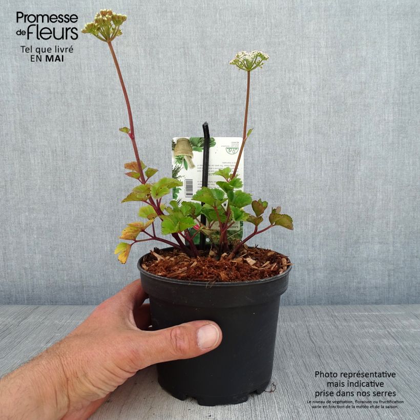 Spécimen de Livèche d'Ecosse ou Persil de mer - Ligusticum scothicum Pot de 1,5L/2L tel que livré au printemps