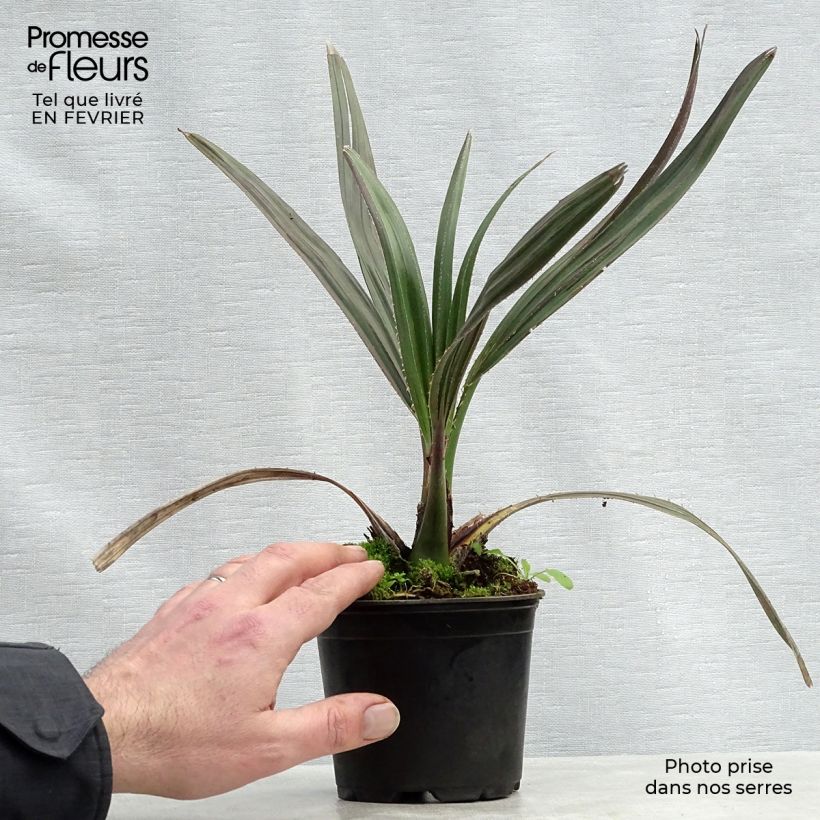 Spécimen de Livistona mariae - Palmier chou d'Australie Pot de 12 cm / 13 cm tel que livré en hiver