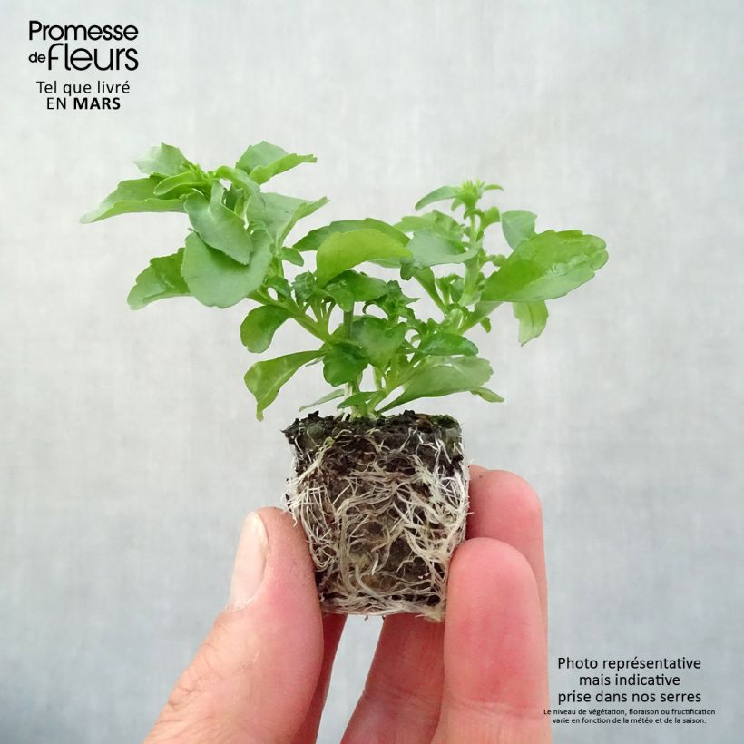Spécimen de Lobélia Anabel Snow White  Mini-motte Ø 3/4 cm, Plant vert de 5 à 10 cm de haut tel que livré au printemps
