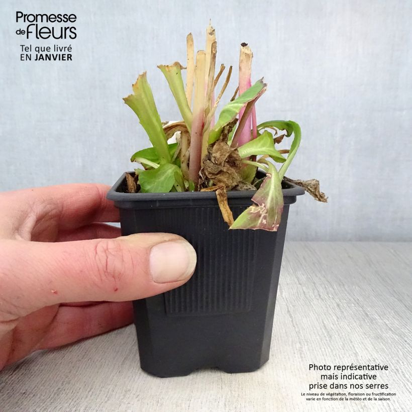 Spécimen de Lobelia Gerardii Vedrariensis Godet de 8/9 cm tel que livré en hiver