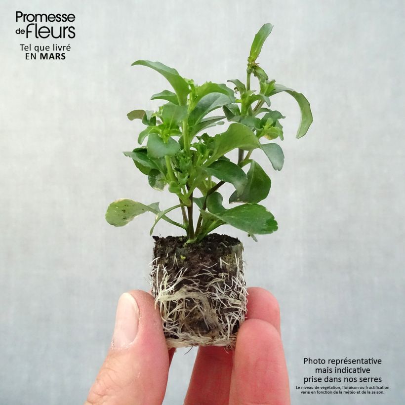 Spécimen de Lobélia Purple Star Mini-motte Ø 3/4 cm, Plant vert de 5 à 10 cm de haut tel que livré au printemps
