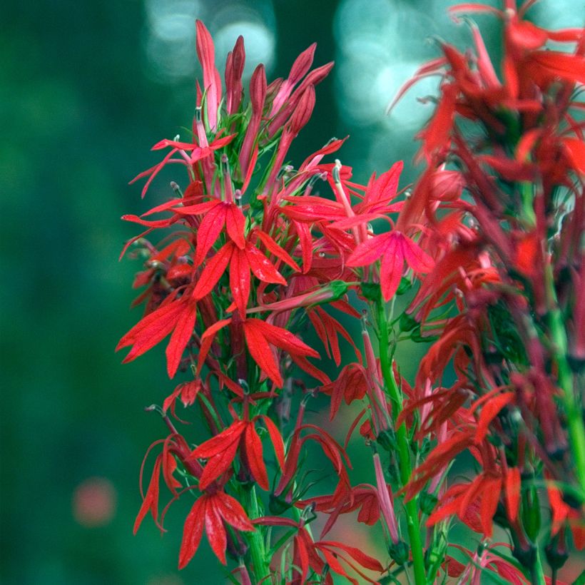 Lobelia cardinalis - Lobélie cardinale (Floraison)