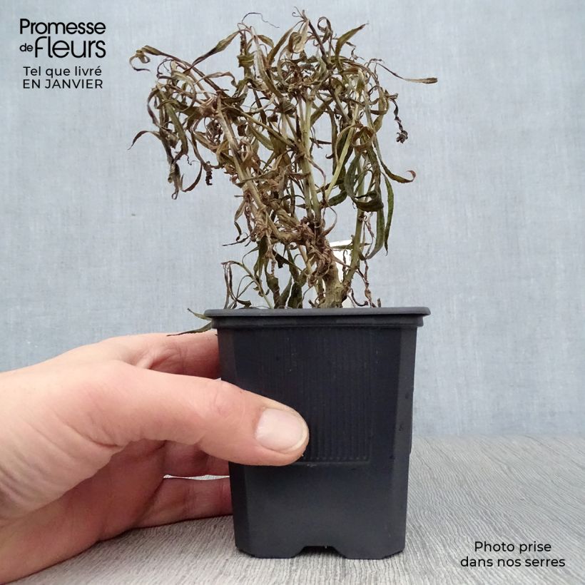 Spécimen de Lobelia laxiflora Godet de 8/9 cm tel que livré en hiver