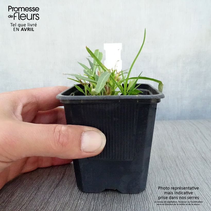 Spécimen de Lobelia laxiflora Godet de 8/9 cm tel que livré au printemps