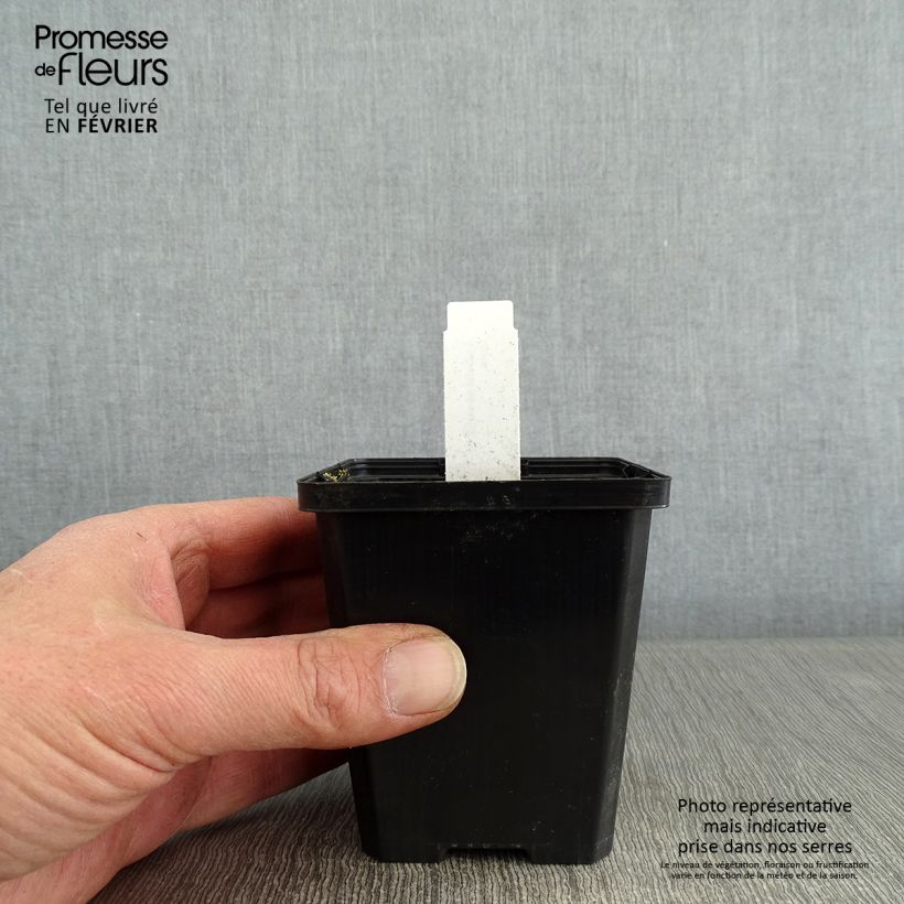 Spécimen de Lobelia sessilifolia Godet de 8/9 cm tel que livré en hiver