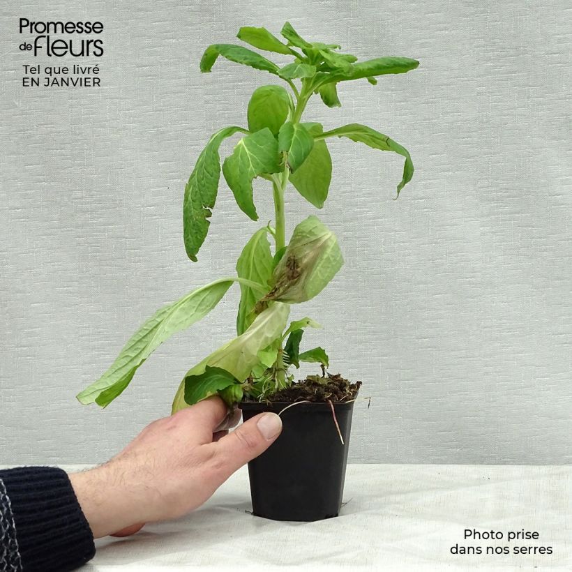 Spécimen de Lobelia siphilitica Alba Godet de 8/9 cm tel que livré en hiver