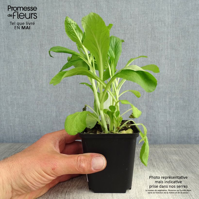 Spécimen de Lobelia siphilitica - Lobélie Godet de 8/9 cm tel que livré au printemps