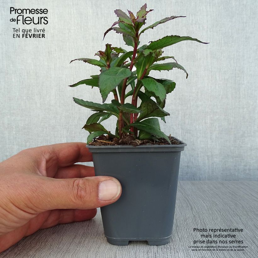 Spécimen de Lobelia speciosa Fan Salmon - Lobélie Godet de 8/9 cm tel que livré en automne