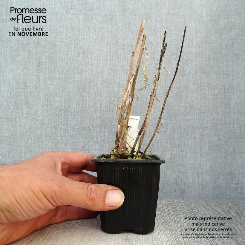 Spécimen de Lobelia speciosa Russian Princess - Lobélie hybride Godet de 8/9 cm tel que livré en automne