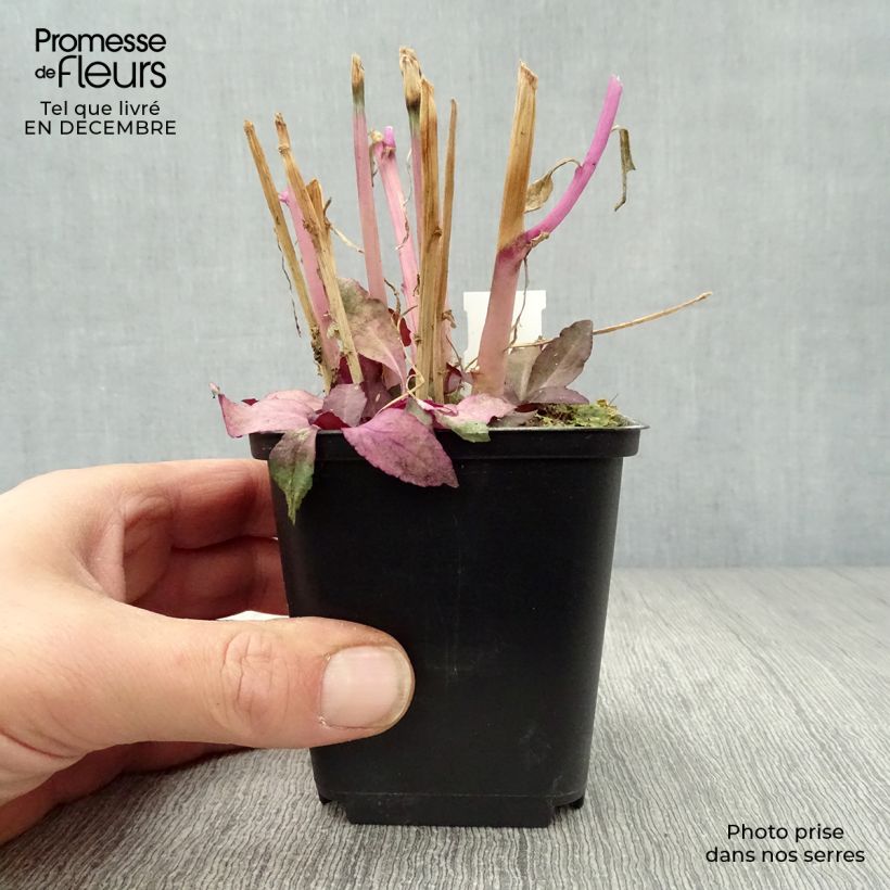 Spécimen de Lobelia speciosa Russian Princess - Lobélie hybride Godet de 8/9 cm tel que livré en hiver