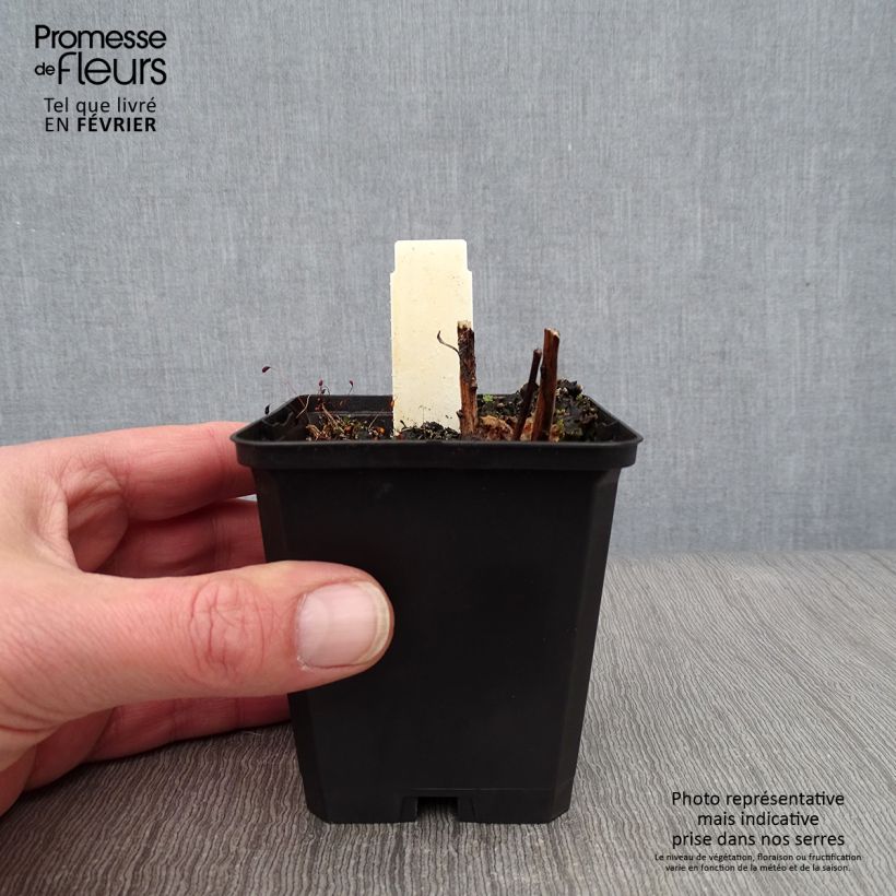 Spécimen de Lobelia speciosa Starship Scarlet Godet de 8/9 cm tel que livré en hiver