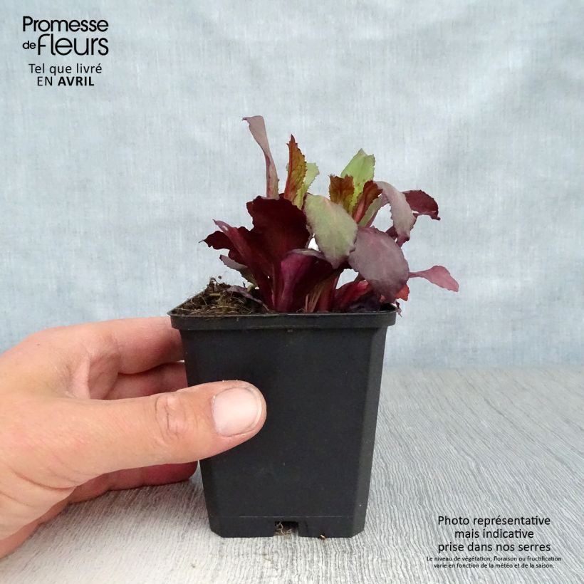 Spécimen de Lobelia speciosa Starship Scarlet Godet de 8/9 cm tel que livré au printemps