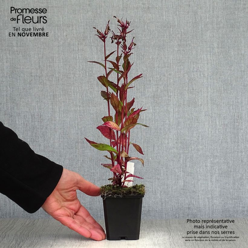 Spécimen de Lobelia speciosa Tania Godet de 7/8 cm tel que livré en automne