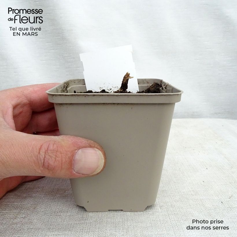 Spécimen de Lobelia speciosa Tania Godet de 7/8 cm tel que livré au printemps