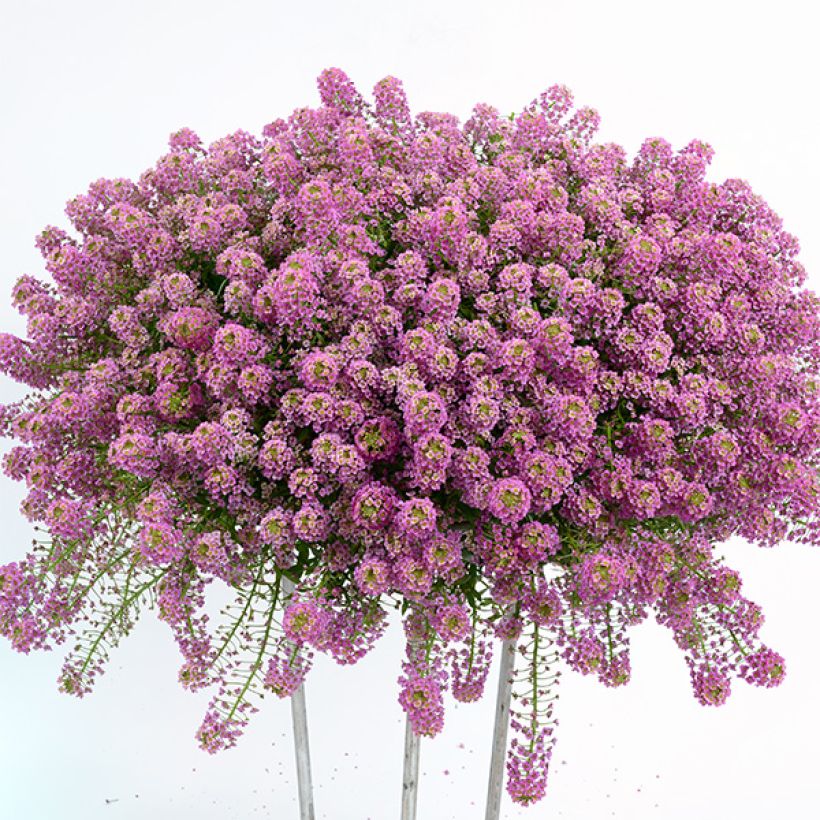 Alisso Raspberry Stream (Hábito)