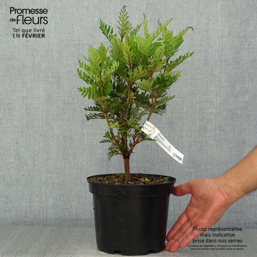 Spécimen de Lomatia ferruginea - Lomatie ferrugineuse Pot de 3L/4L tel que livré en automne