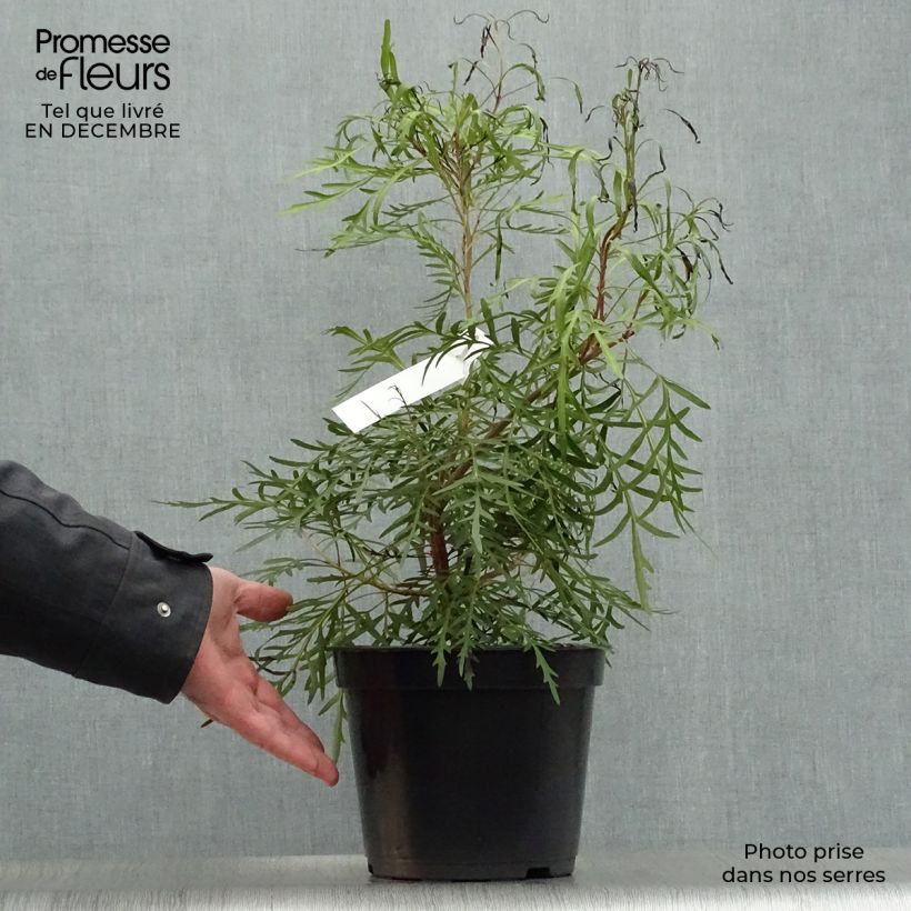 Spécimen de Lomatia silaifolia - Buisson frisé ou fougère persil Pot de 3L/4L tel que livré en hiver