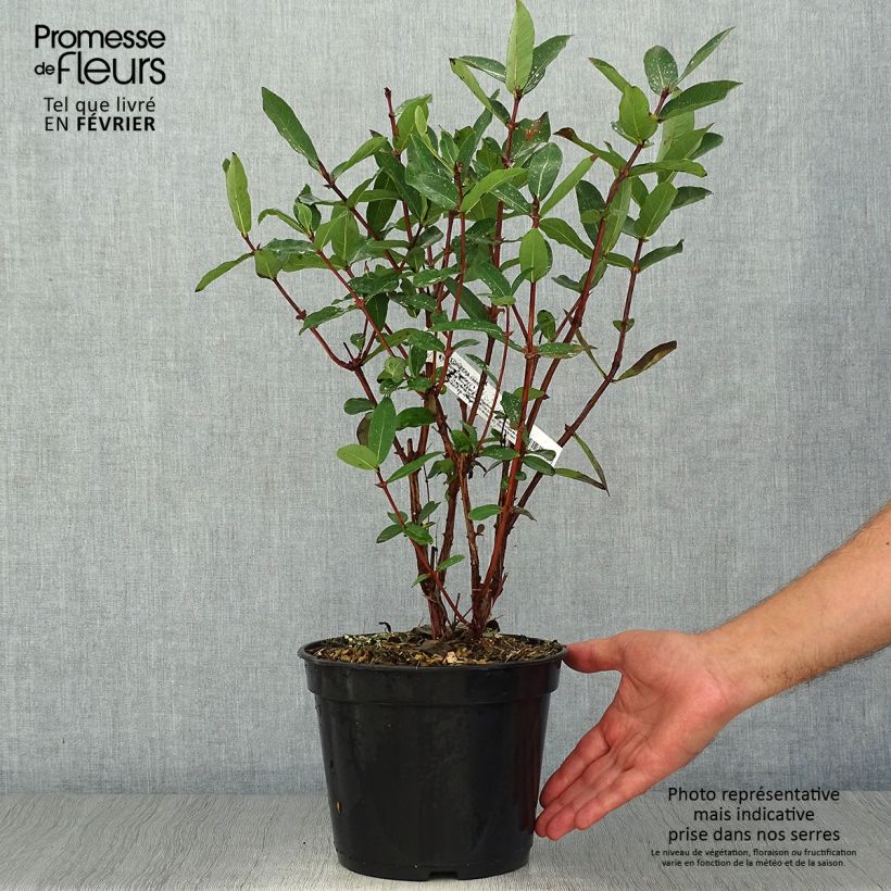 Spécimen de Lonicera caerulea Boreal Beauty - camérisier bleu Pot de 3L/4L tel que livré en automne